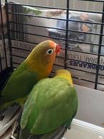 2x Mooie agapornissen ficheri  wild kleur te koop, Dieren en Toebehoren, Vogels | Parkieten en Papegaaien, Meerdere dieren, Dwergpapegaai of Agapornis