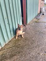 Duitse Herder., Dieren en Toebehoren, Honden | Herdershonden en Veedrijvers, 15 weken tot 1 jaar, Teef, Eén hond, Herder