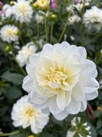 Dahlia knollen, Tuin en Terras, Bloembollen en Zaden, Ophalen of Verzenden, Volle zon, Knol