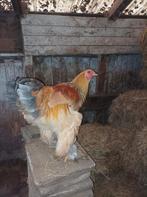 12 grote Brahma hanen, Dieren en Toebehoren, Pluimvee, Mannelijk, Kip