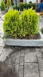 Betonnen plantenbak 110x42 en 27diep, Tuin en Terras, Bloembakken en Plantenbakken, Ophalen, Gebruikt, Minder dan 30 cm, 100 cm of meer