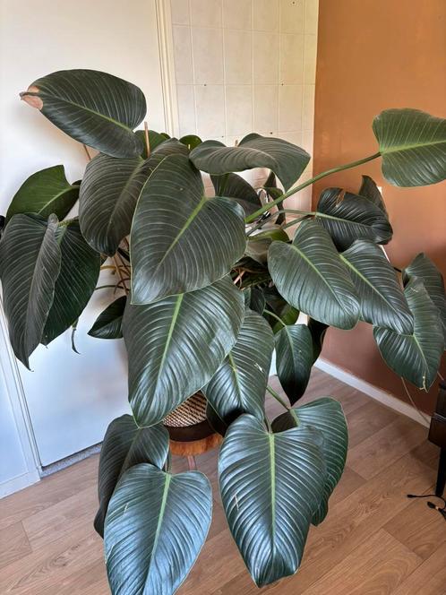 Grote kamerplant (excl. pot), Huis en Inrichting, Kamerplanten, Overige soorten, Minder dan 100 cm, Ophalen