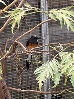 shamalijster pop, Dieren en Toebehoren, Vogels | Overige Vogels, Meerdere dieren, Tropenvogel, Geringd