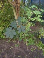 Es & Kastanje - Kleine Boompjes, Tuin en Terras, Planten | Bomen, Ophalen, Bloeit niet, Halfschaduw, Overige soorten