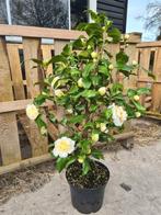 Camelia Brushfield yellow ca 90-100 cm, Ophalen of Verzenden, Overige soorten, Struik, Minder dan 100 cm