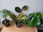 3 kamerplanten 20-30cm, Huis en Inrichting, Kamerplanten, Ophalen, Overige soorten, Halfschaduw, In pot