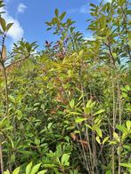 Photinia Fraseri Red Robin, Tuin en Terras, Ophalen, Overige soorten, Struik, 100 tot 250 cm