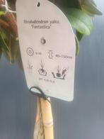 Rhododendron yaku Fantasica op stam, Tuin en Terras, Planten | Bomen, Lente, 100 tot 250 cm, Ophalen, Volle zon