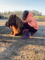 Super lieve kinderpony en fokmerrie mini Shetlander 12 jaar, Merrie, A pony (tot 1.17m), Recreatiepony