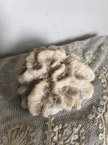 Prachtig stuk koraal( brain coral ) beschikbaar voor biedingen