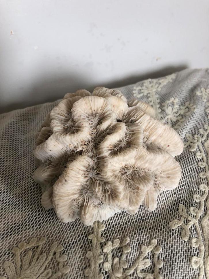 Prachtig stuk koraal( brain coral ), Antiek en Kunst, Curiosa en Brocante, Ophalen of Verzenden