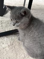 Britse korthaar kittens allemaal gereserveerd!, Dieren en Toebehoren, Katten en Kittens | Raskatten | Korthaar, Poes, Ontwormd