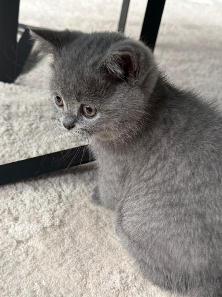 Britse korthaar kittens allemaal gereserveerd!, Dieren en Toebehoren, Katten en Kittens | Raskatten | Korthaar, Poes, Ontwormd