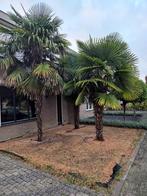 Palmbomen, 250 tot 400 cm, Zomer, Palmboom, Ophalen