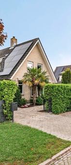 3 palmbomen, Tuin en Terras, Planten | Bomen, Ophalen, Volle zon, Palmboom, 250 tot 400 cm