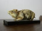 Opgezette Hamster, Verzamelen, Dierenverzamelingen, Ophalen of Verzenden