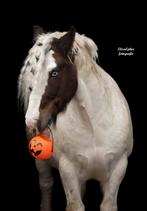 Lieve stoere12 jarige tinker ruin, Dieren en Toebehoren, Paarden, Ruin, Recreatiepaard, Ontwormd
