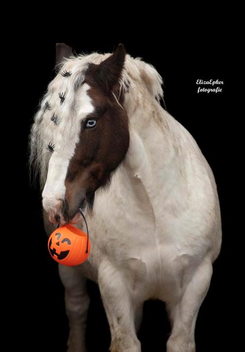 Lieve stoere12 jarige tinker ruin, Dieren en Toebehoren, Paarden, Ruin, Recreatiepaard, Ontwormd