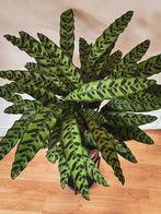 Calathea 80cm with pot, Ophalen, Overige soorten, Minder dan 100 cm