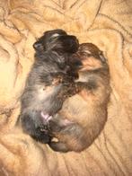 2 Pomriaan pups, Rabiës (hondsdolheid), Overige rassen, 8 tot 15 weken, Meerdere