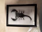Schorpioen in lijst - Kunstwerk, Ophalen