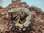 Koningspythons, ballpython, Dieren en Toebehoren, Slang, 0 tot 2 jaar