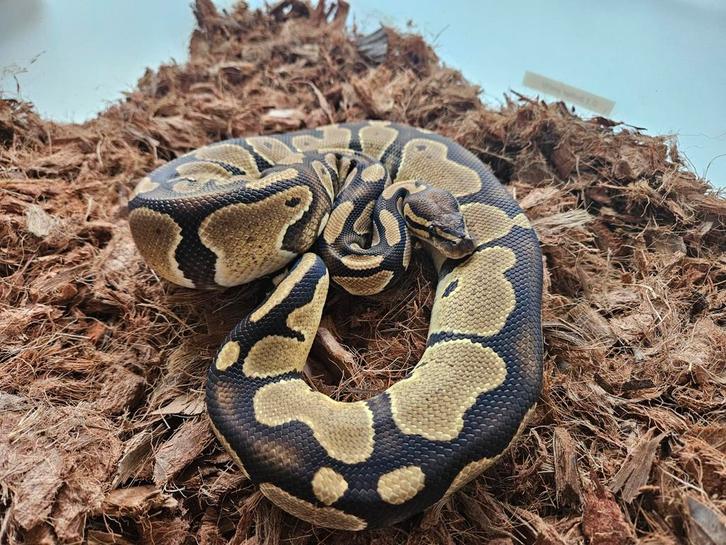 Koningspythons, ballpython