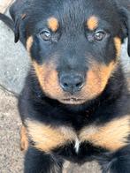 Prachtige rottweiler pups (reu), Dieren en Toebehoren, Reu, 8 tot 15 weken, Meerdere, Rottweiler