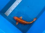 Koi, Dieren en Toebehoren, Vissen | Vijvervissen, Karper of Koi