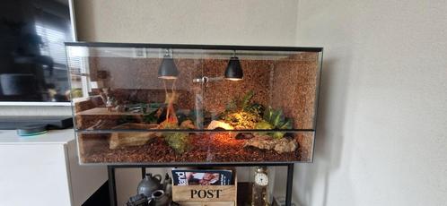 Terrarium met 2 rode rattenslangen., Dieren en Toebehoren, Reptielen en Amfibieën | Toebehoren, Zo goed als nieuw, Terrarium of Paludarium