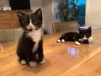Twee lieve boerderijkittens zoeken een nieuw thuis!, Dieren en Toebehoren, Katten en Kittens | Overige Katten, Poes, Kortharig