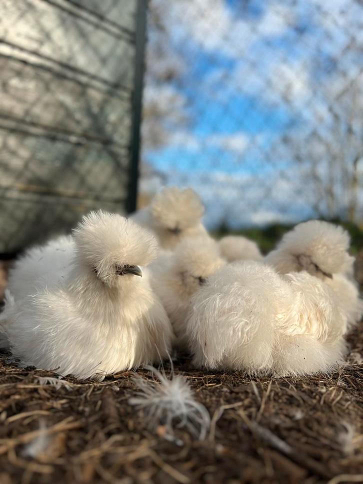 Broedeieren wit USA zijdhehoen(der), Dieren en Toebehoren, Pluimvee, Kip, Geslacht onbekend