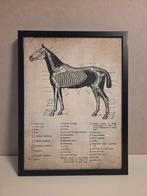 Anatomie van een Paard Schilderij 3 verschillende, Ophalen of Verzenden