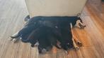 Nog maar 2 herder/husky pups die een 'Forever home' zoeken, Dieren en Toebehoren, Honden | Herdershonden en Veedrijvers, 8 tot 15 weken
