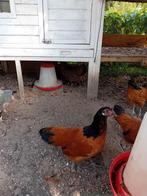 Kippen. Vorwerk kriel 3x, Dieren en Toebehoren, Pluimvee, Vrouwelijk, Kip