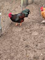 Barnevelders kriel haan, Dieren en Toebehoren, Pluimvee, Mannelijk, Kip