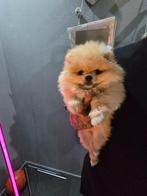 Pom bearface pups❤️mama+papa aanwezig❤️ v.a 1100, Dieren en Toebehoren, Honden | Poolhonden, Keeshonden en Oertypen, Parvo, Overige rassen