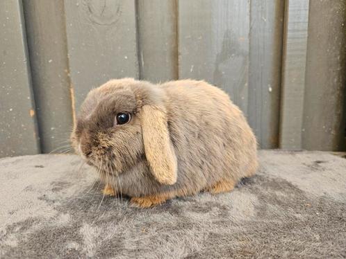 Tamme Feh dwerghangoor minilop voedster, Dieren en Toebehoren, Konijnen, Dwerg, Vrouwelijk, Hangoor