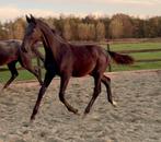 Mooi hengstveulen One Million x Gribaldi, Minder dan 160 cm, Gechipt, Niet van toepassing, Dressuurpaard