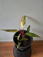 Philodendron Strawberry Shake - Zeldzame kamerplant, Ophalen of Verzenden, Halfschaduw, Minder dan 100 cm