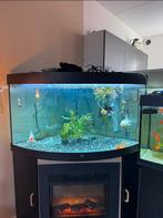Juwel trigon 350 met openhaard inbouw, Dieren en Toebehoren, Vissen | Aquaria en Toebehoren, Ophalen, Gebruikt, Leeg aquarium