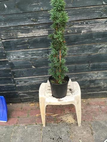 Taxus baccata in potten beschikbaar voor biedingen