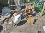 kippen, Dieren en Toebehoren, Pluimvee, Vrouwelijk, Kip
