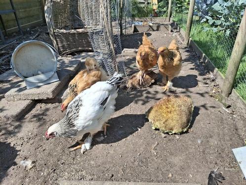 kippen, Dieren en Toebehoren, Pluimvee, Kip, Vrouwelijk