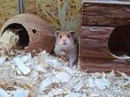 Hele leuke syrische hamsters, Dieren en Toebehoren, Knaagdieren, Oktober, Mannelijk, Hamster