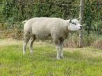 Raszuivere Texelaar stamboek ooien, Dieren en Toebehoren, Schapen, Geiten en Varkens, Vrouwelijk, Schaap, 0 tot 2 jaar