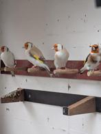 Major Putters, Dieren en Toebehoren, Vogels | Overige Vogels, Meerdere dieren, Wildzangvogel, Geringd