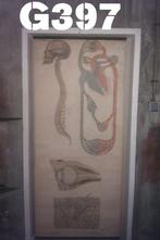 Antieke anatomie poster schedel en wervelkolom, Dier of Natuur, Gebruikt, Ophalen of Verzenden, Canvas of Doek