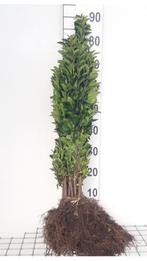 Ligustrum ovalifolium wortelgoed 40 t/m 140 cm, Tuin en Terras, Planten | Bomen, Ophalen, Volle zon, Overige soorten, 100 tot 250 cm