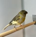 Gloster kanaries, Dieren en Toebehoren, Vogels | Kanaries, Meerdere dieren, Kleurkanarie